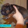 Щенки от пары Брайн х Ютера